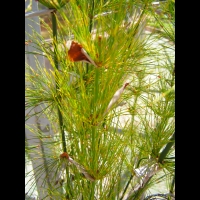 Elegia Capensis (fam. Restionacees) (Afr du sud)(01)